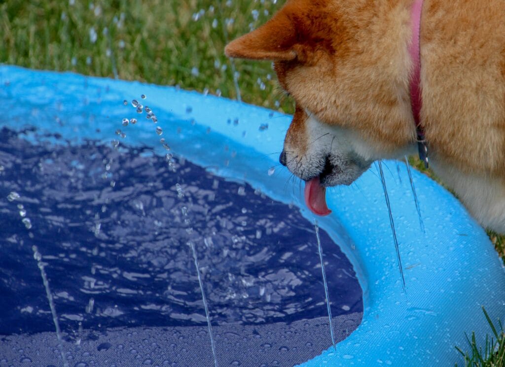 a dog play in a warm pool